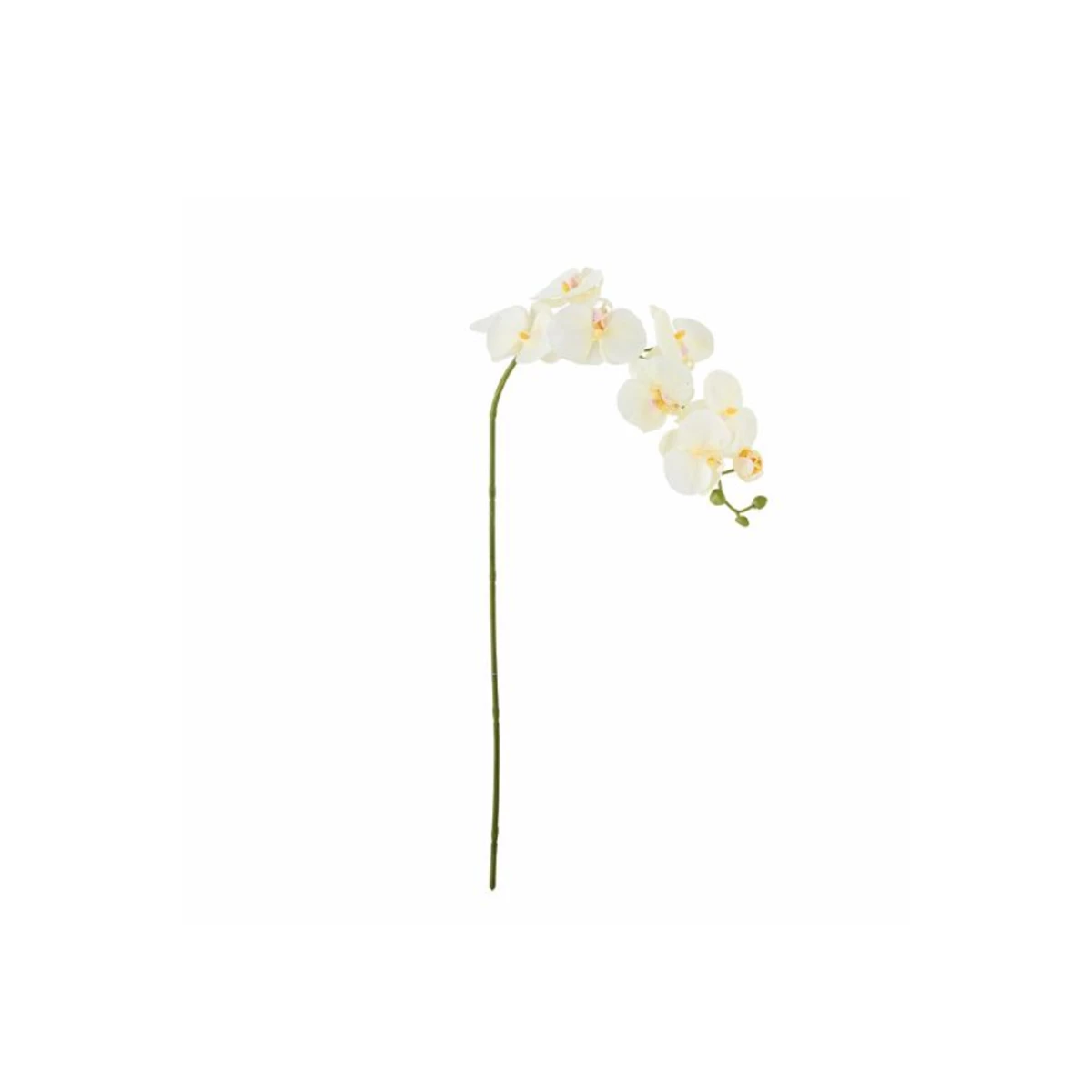 Orchid Stem – White image 1