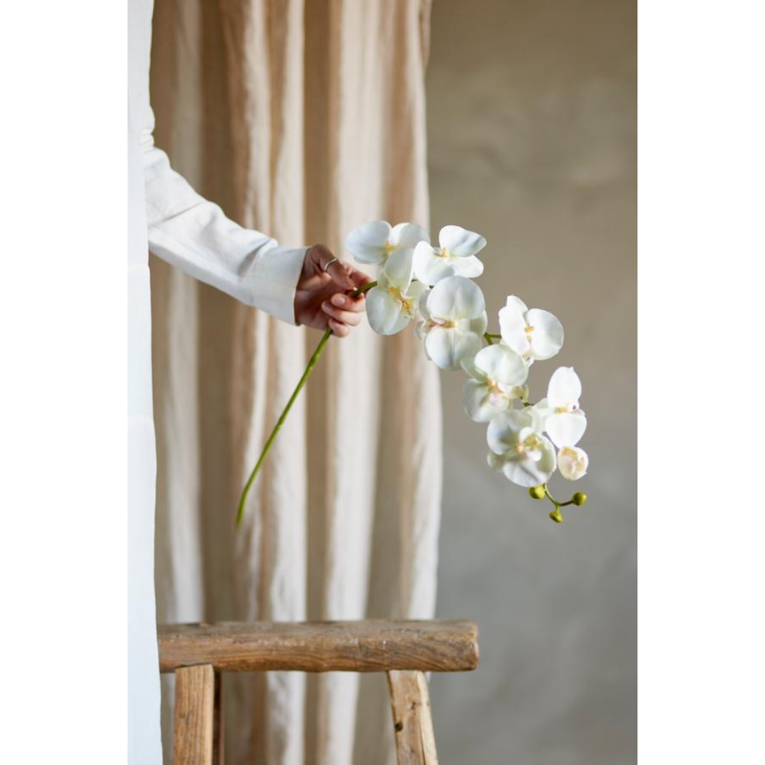Orchid Stem – White