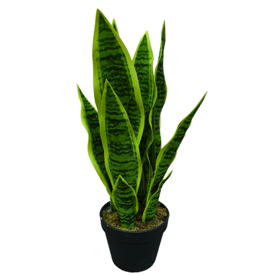 Sansevieria Green in Black Pot - H45cm