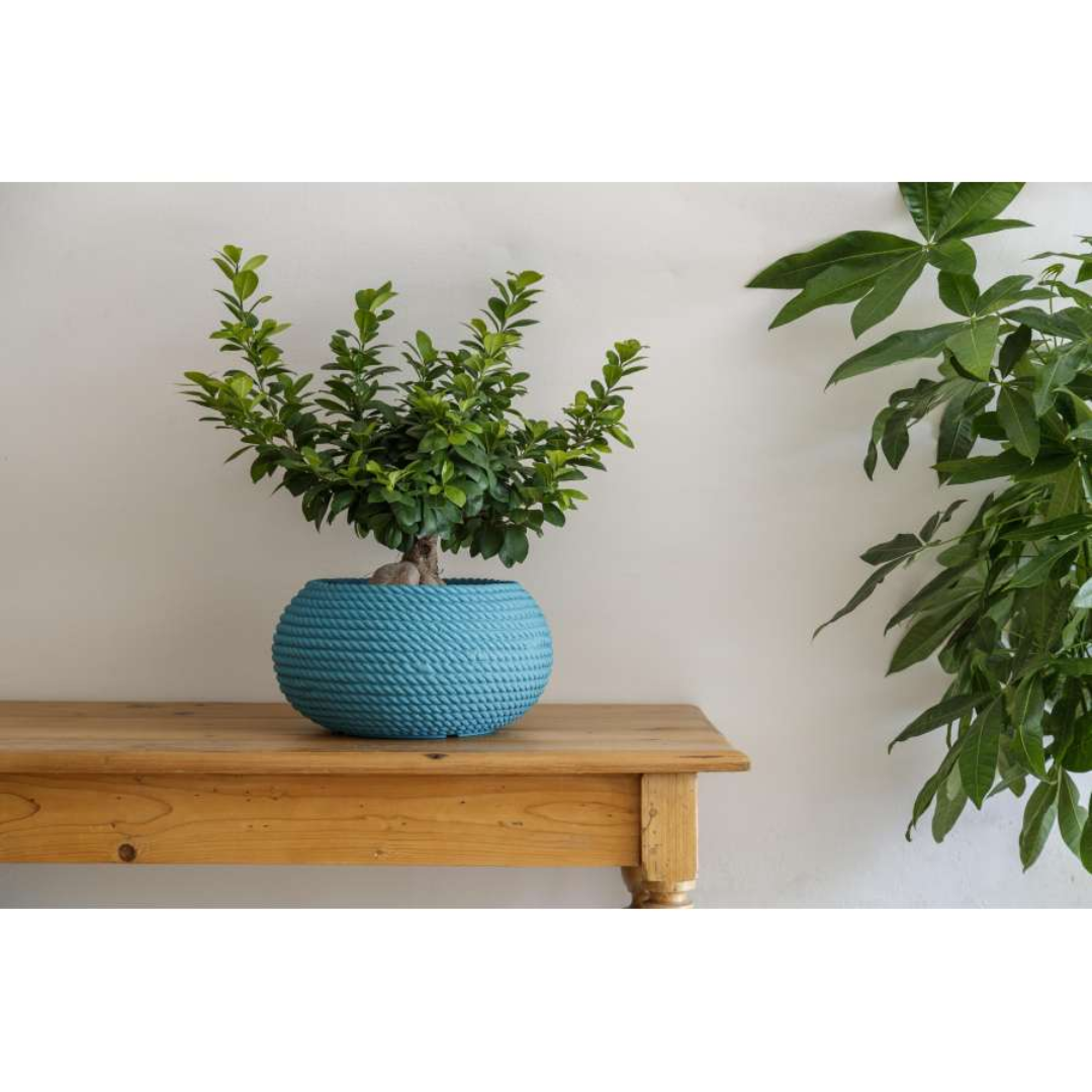 50  Bowl 29 Lt– Blue