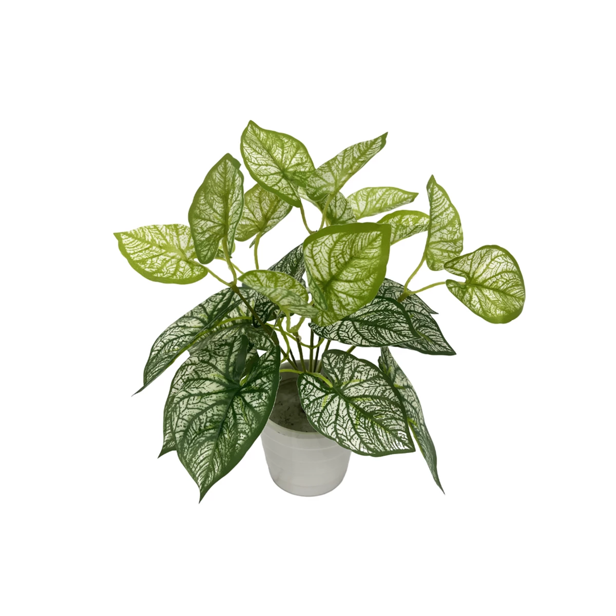 Mini Potted Plant Big Leaf image 1