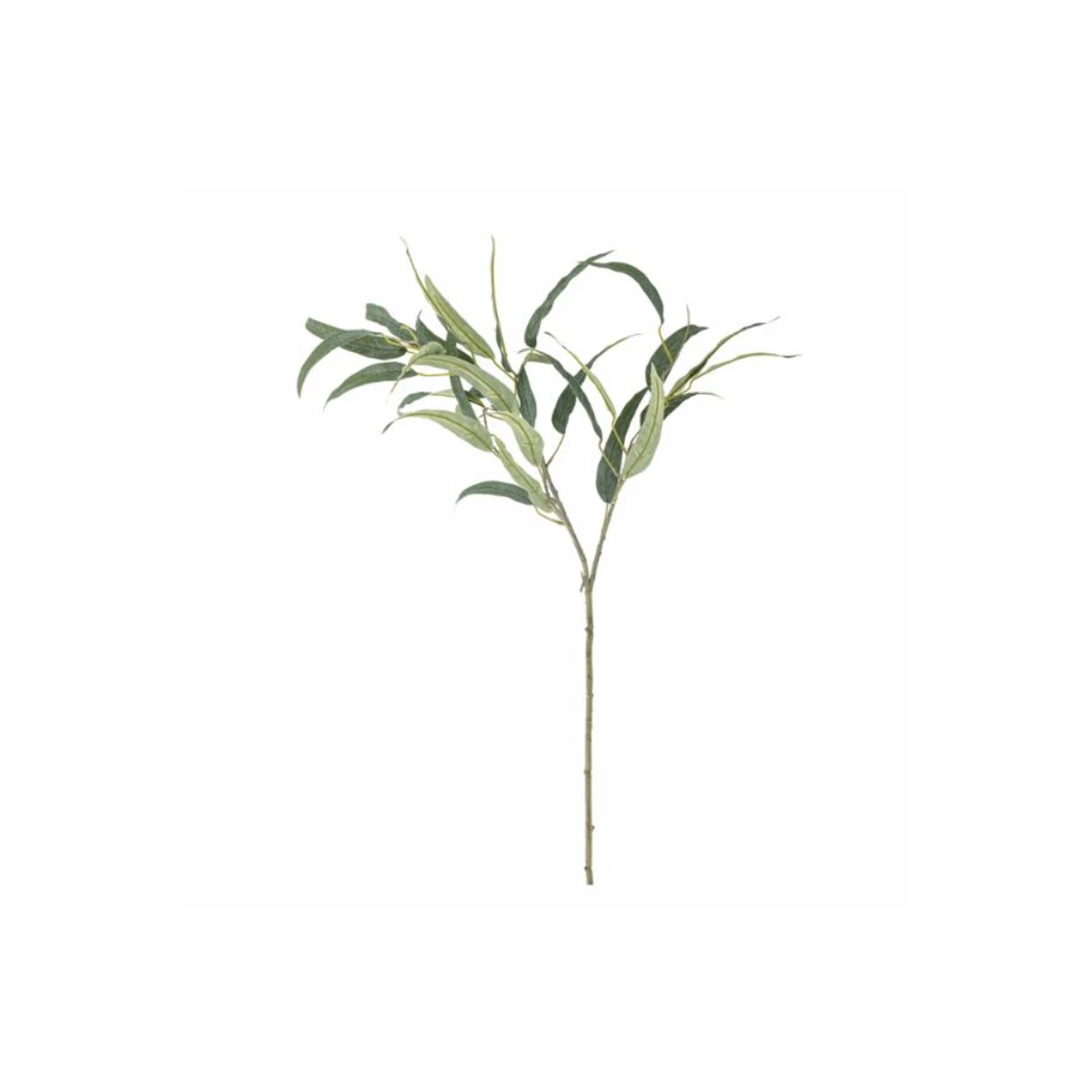 Eucalyptus Stem – Green image 1