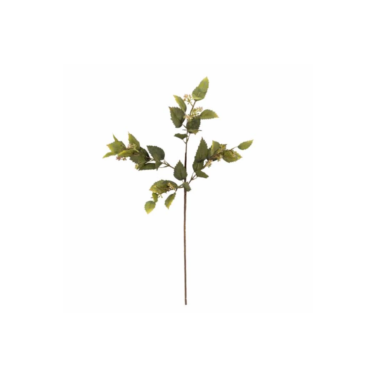 Eucalyptus Stem – Green image 1